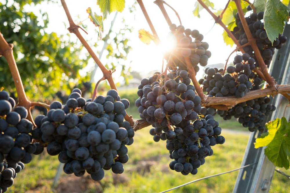 L’esprit des vendanges — photographie d’illustration