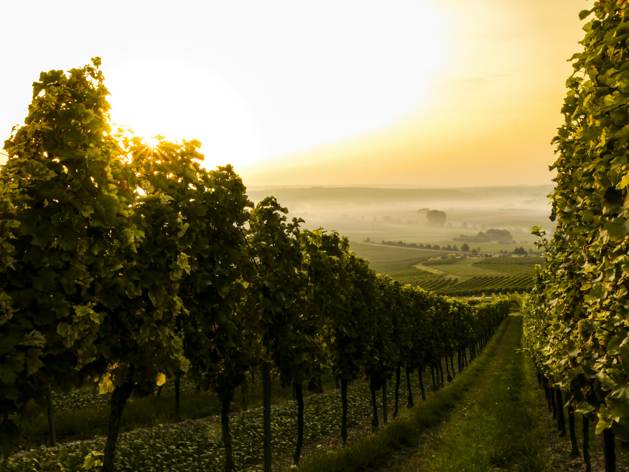 La lumière dans les vignes — photographie d’illustration